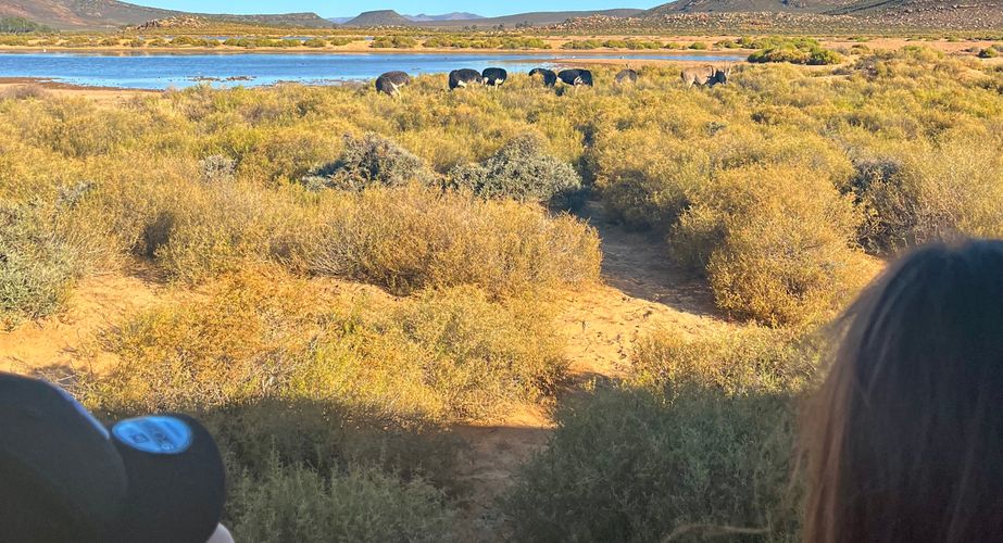 Zuid Afrika safari activiteit